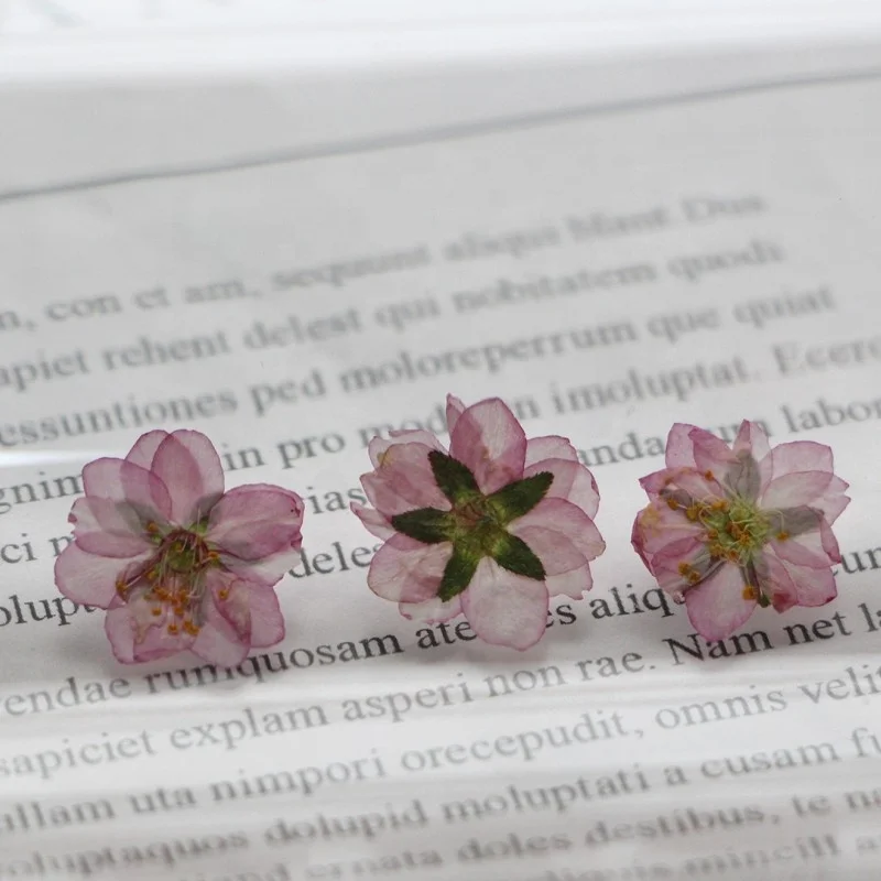 12pcs/pack Chinese Bush Cherry With Stem Pressed Flower For Frame Phone Case Candle Resin Art