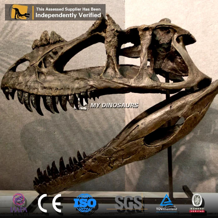 Большой динозавр с головой аллозавра из стекловолокна My Dino копия черепа в выставочном