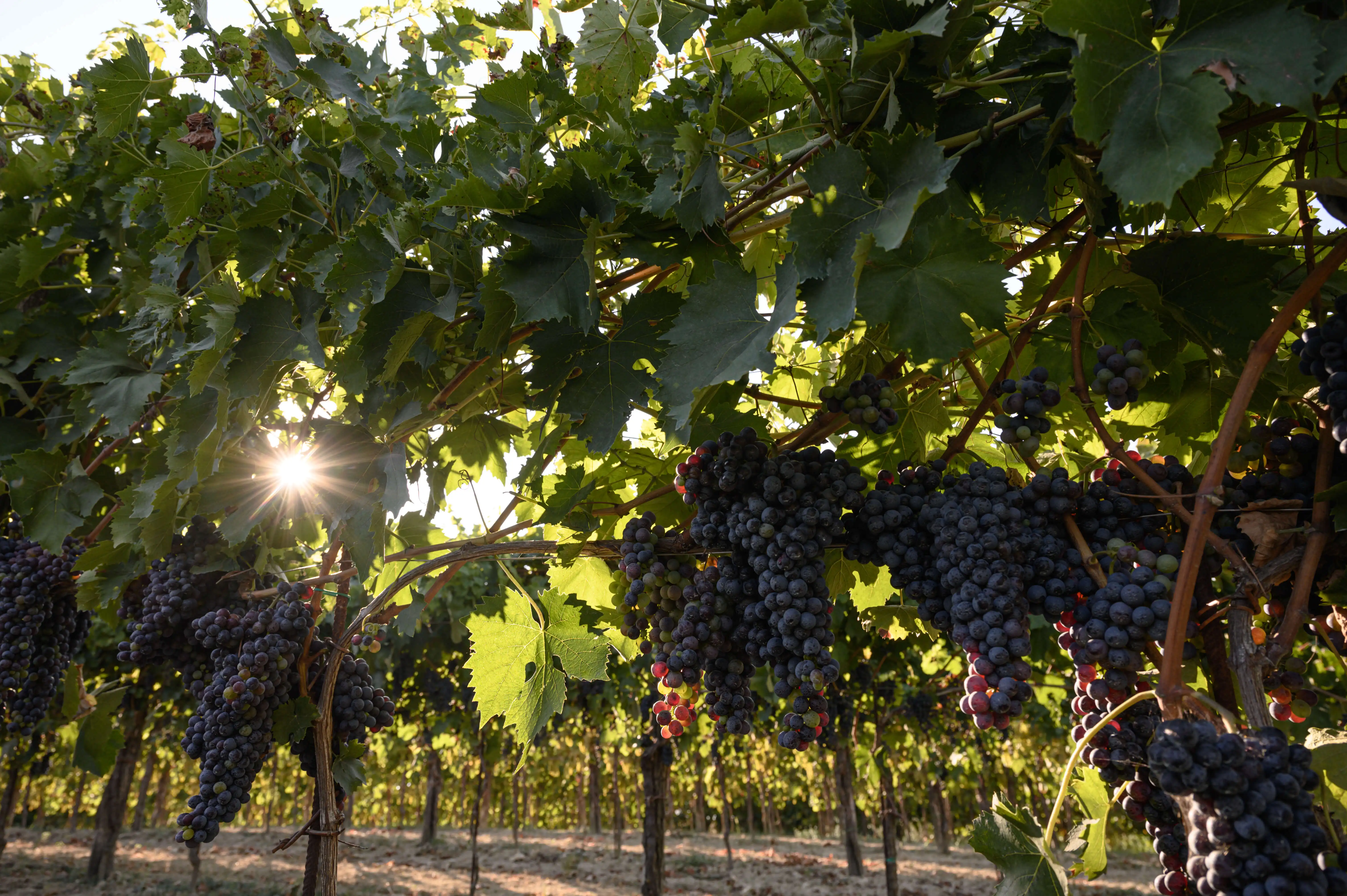 Montepulciano Doc классическое высокое качество сухое красное вино мягкий вкус сладкое 13.5% спирт