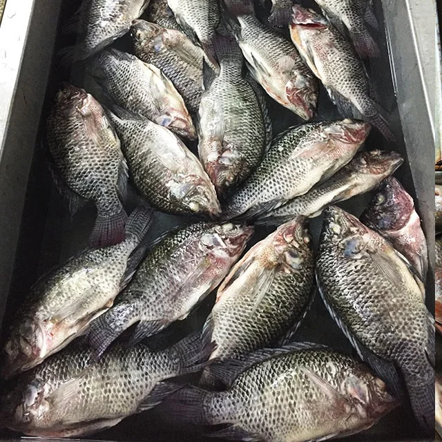 Fresh IWP Whole Cleaned Poisson Congele Tilapia Frozen Black IQF Gutted & Scaled Tilapia Price