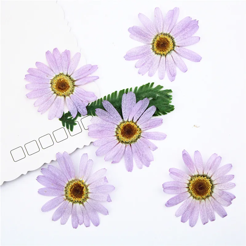 I630 Margaret Dried Pressed Natural Flowers Petal for Handmade Craft and Bookmark Paper Lamp Decoration