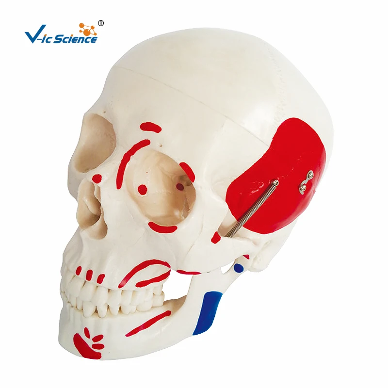 PVC 3Parts Life-Size Human Skull Model Painted Muscles Skull Teaching Model