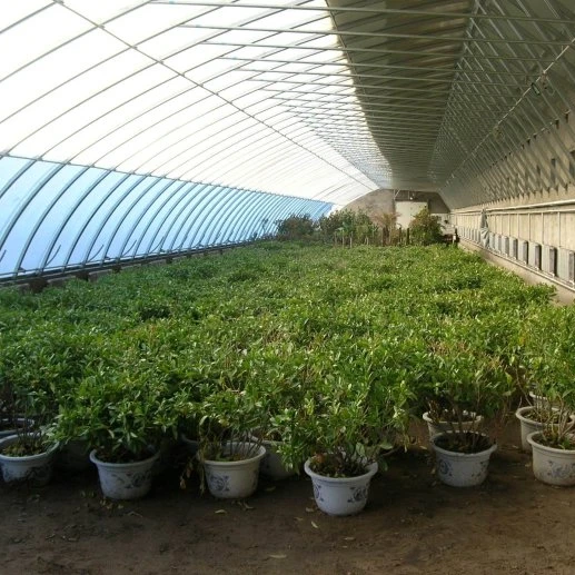 China Special Solar Greenhouse with Soil/Earth or Brick Wall for Vegetables Growing in Cold Winter Without Heating