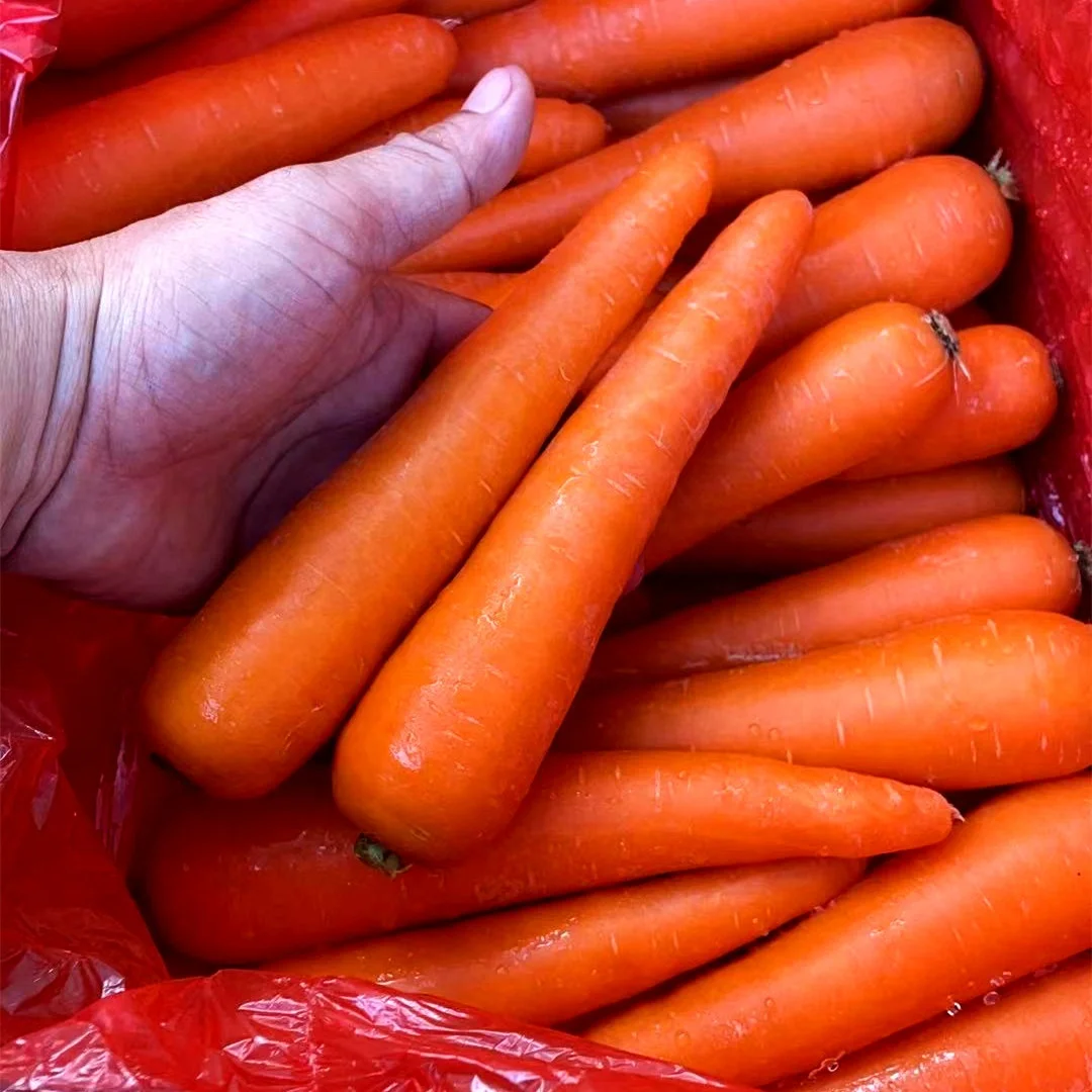 chinese fresh carrot S M L 2L 3L Shandong new crop Qingdao port