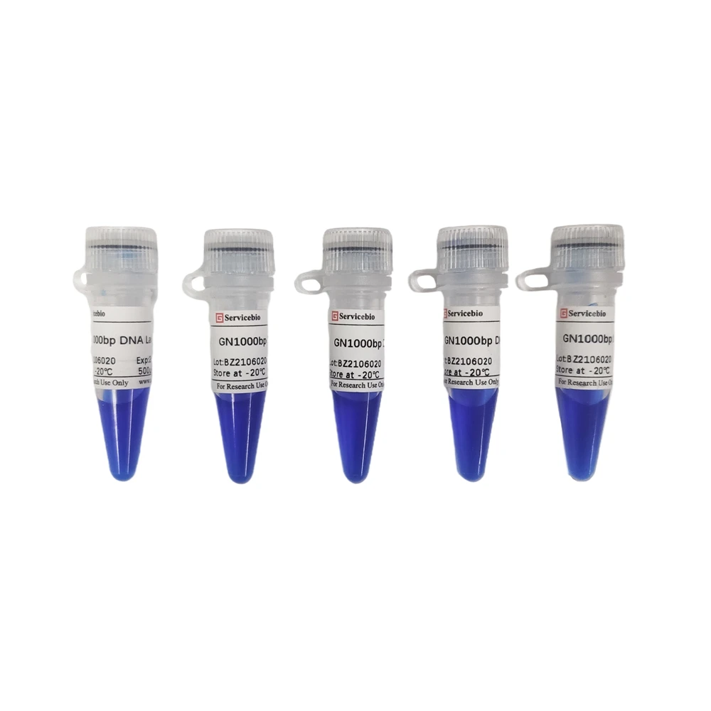 GN1000bp DNA Ladder with 12 Strands DNA Bands