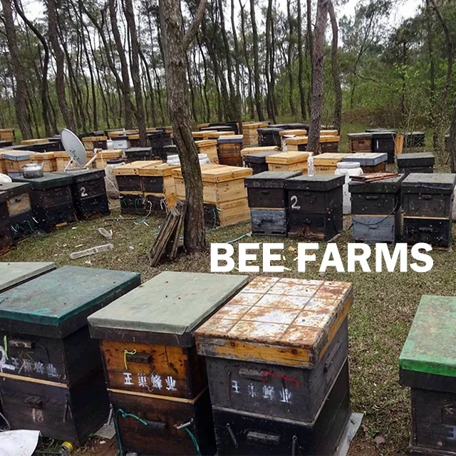 Чистый уход, продукт для здоровья, мед, органический порошок пчелиной пыльцы, изнасиловая пчелиная пыльца от производителя