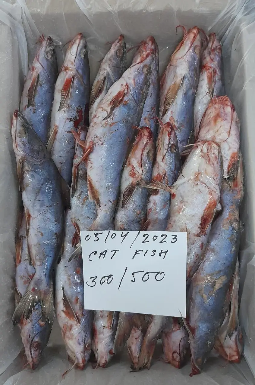 Cat Fish Export Smoke Catfish Oman Origin