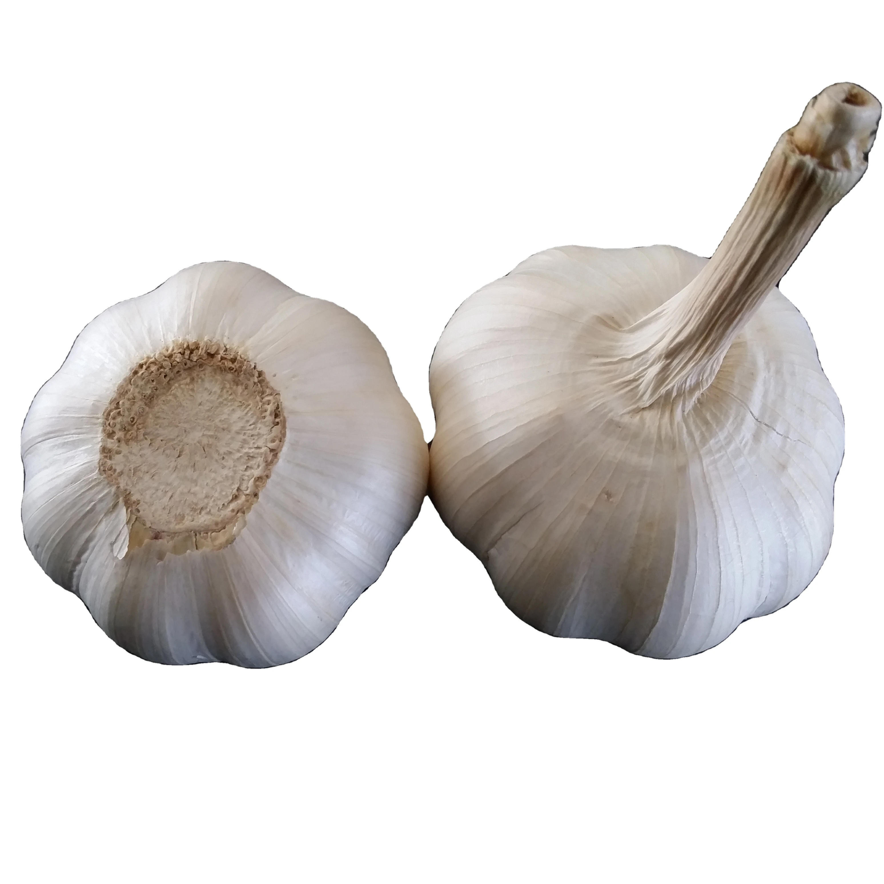 Fresh Garlic Price Bulk Garlic for Sale Garlic from China Factory Pure White Style Packing  good quality