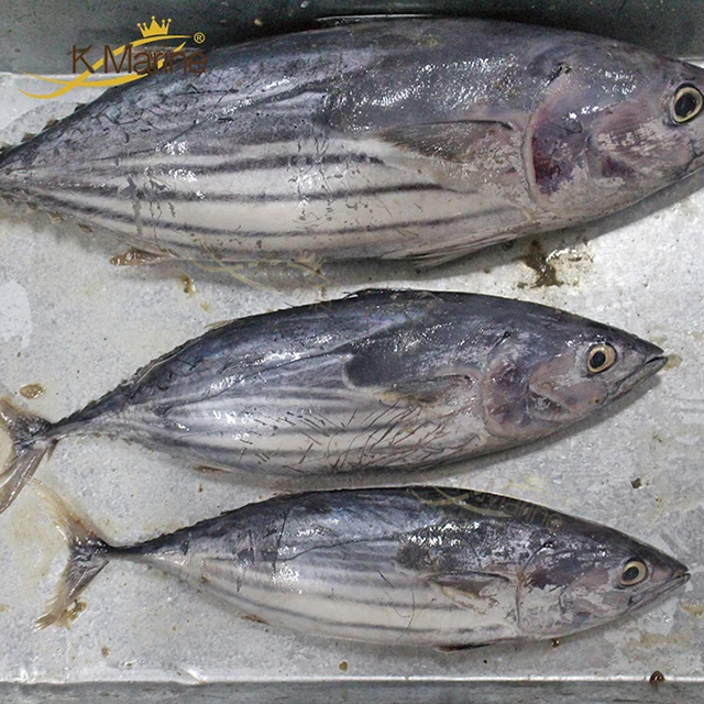 Очень дешевая круглая свежая рыба-тунец