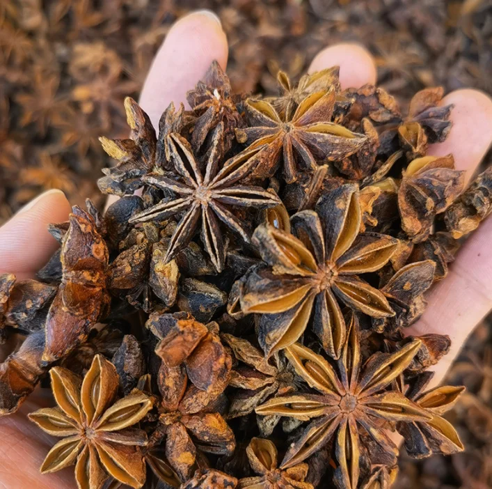 Hot Sale Whole Star Anise Guangxi red star anise Chakri Phool Seeds
