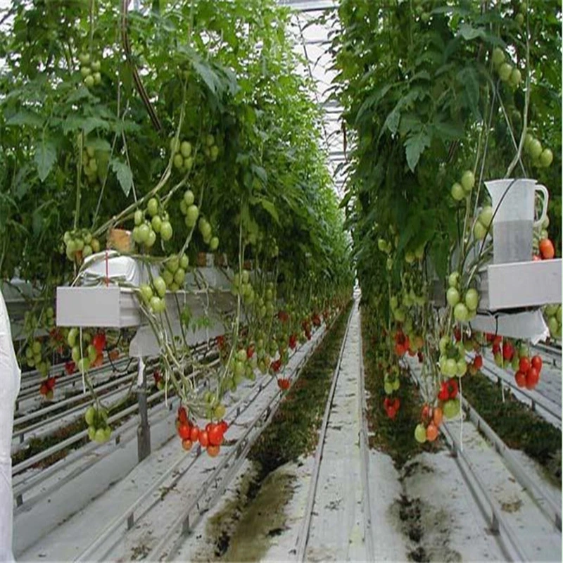 Steel structure frame greenhouse agricultural polycarbonate greenhouse for ecological agriculture for sale