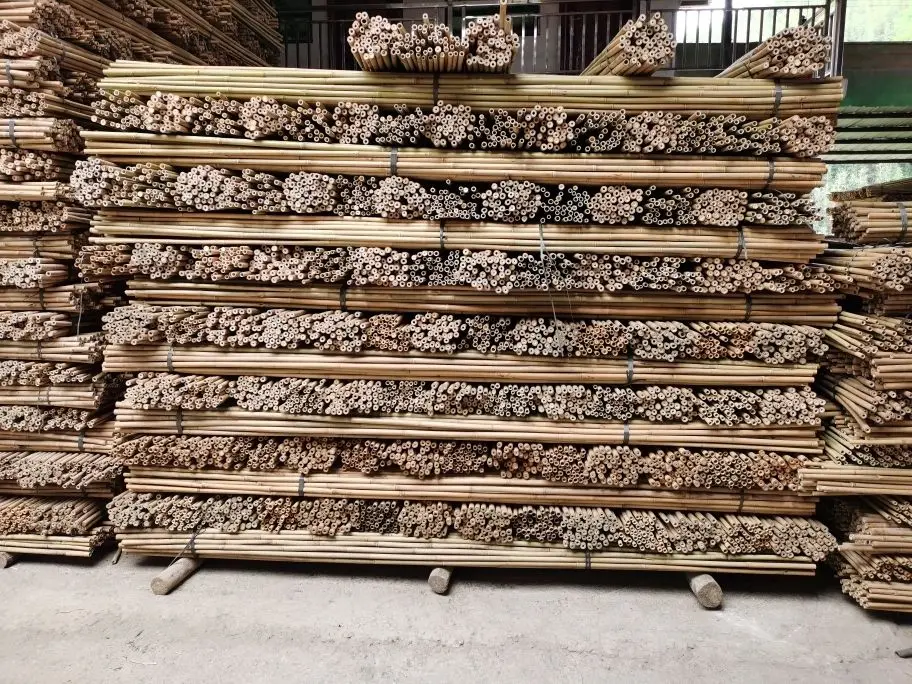 Bamboo Canes/ Bamboo Pole/ Raw Bamboo cheap price from Vietnam