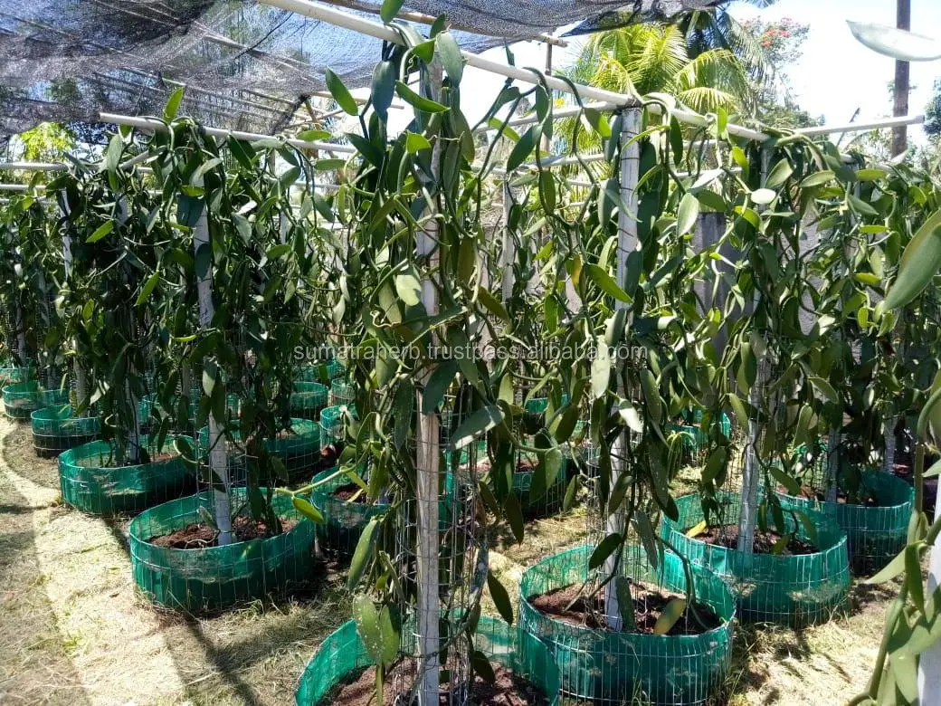 
High quality pure organic vanilla bean for manufacturing 