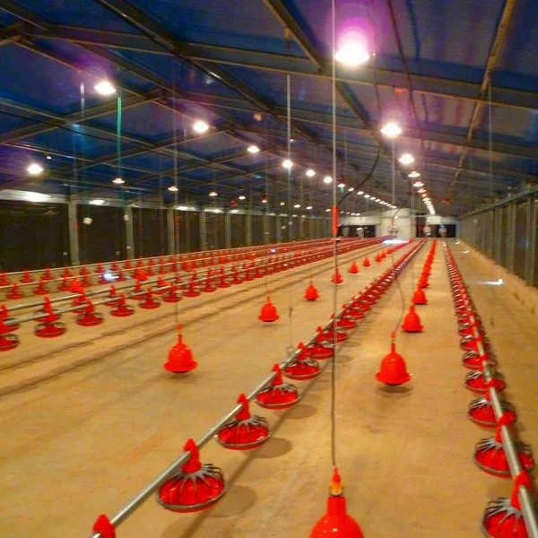 Fully Automatic Steel Structure Complete Poultry and Layer Farming Broiler Chicken Houses
