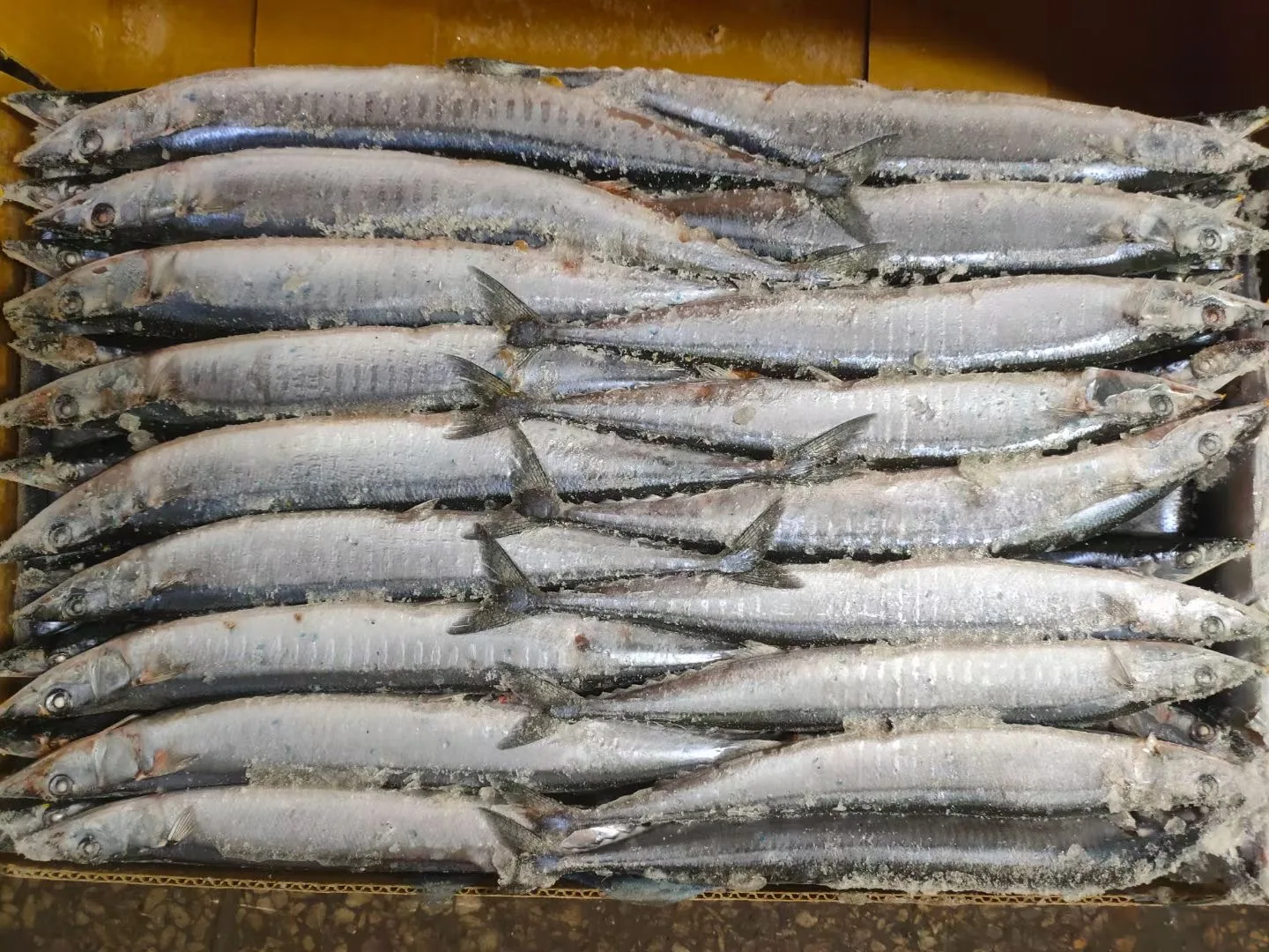 Frozen Seafood Pacific Saury Whole Round 80 G ~ 100 G Big Size W/r Seafrozen Cololabis Saira Sanma Fish BQF Bulk Freezing