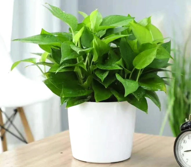 Self -absorbing plastic flower pot Creative showing water pots indoor and outdoor  high -quality flower pot