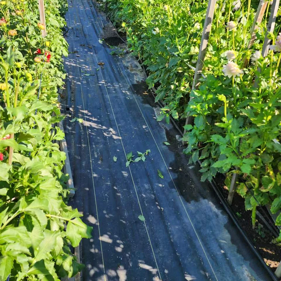 polypropylene anti control agriculture fabric  ground cover pp woven weed mat