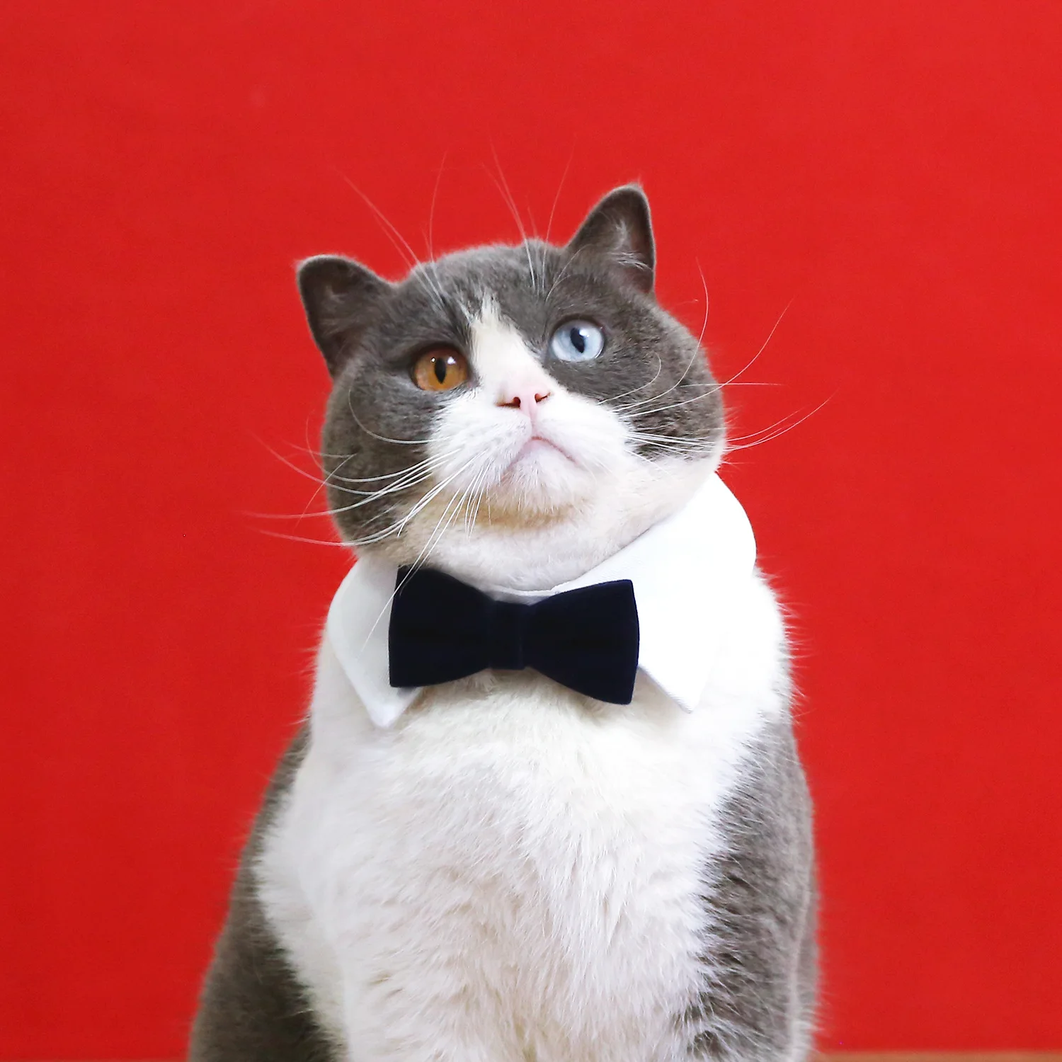 LM0220G Pet Velvet Necktie Cat dog collar Dog butterfly wedding bow tie