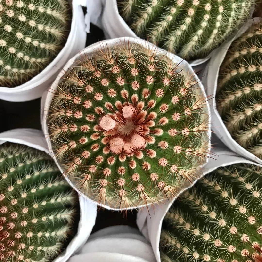 Кактус для оптовой продажи, бонсай, суккуленты, комнатное растение, кактус