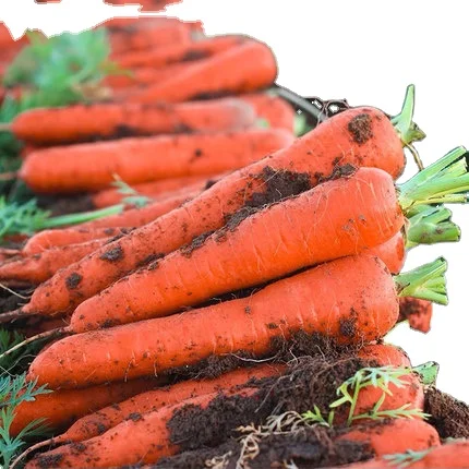 Carrot in China Fresh Crop Best Quality