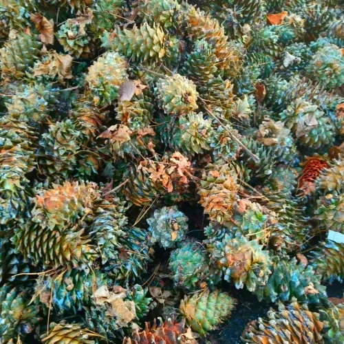 Organic Pine Nuts Healthy Snack Premium Agricultural Product Economically Priced