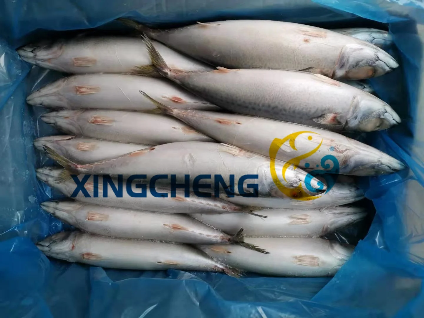 Land Frozen Pacific Mackerel (Scomber Japonicus) Big Size:400-600g/pc