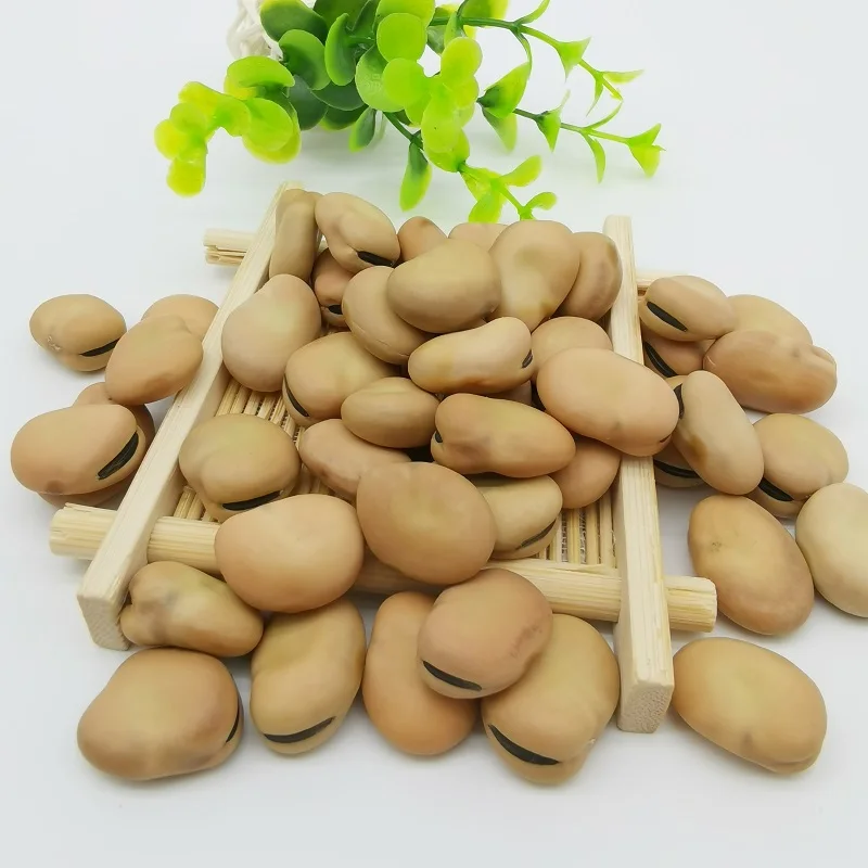 High Quality Broad Bean Fava Bean faba beans