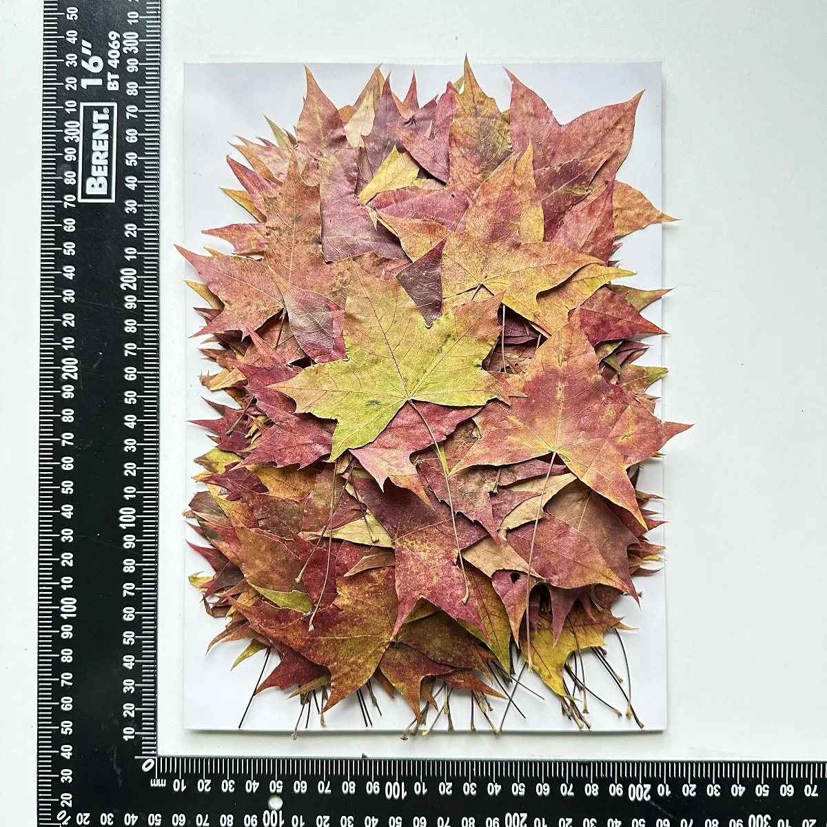500pcs/pack Sweetgum Autumn Leaf Pressed Botanical Pressed Leaves For Photo Frame Epoxy Resin