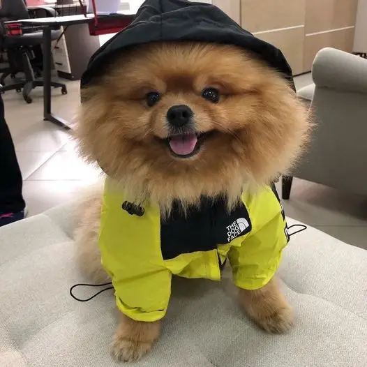 Wholesale Luxury S-5XL Large Dog Winter Clothes Down The Dog Face Jacket Coat Pet Puppy Fur Collar Hooded Dog Parka