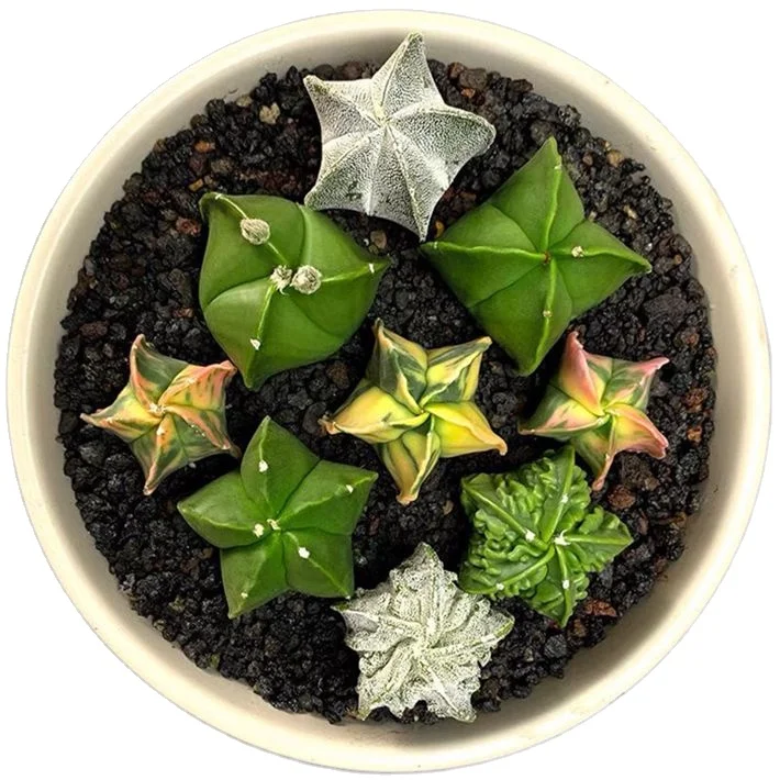 
Hot Sale Quality Popular Office Ornaments Cactus Indoor Plants 