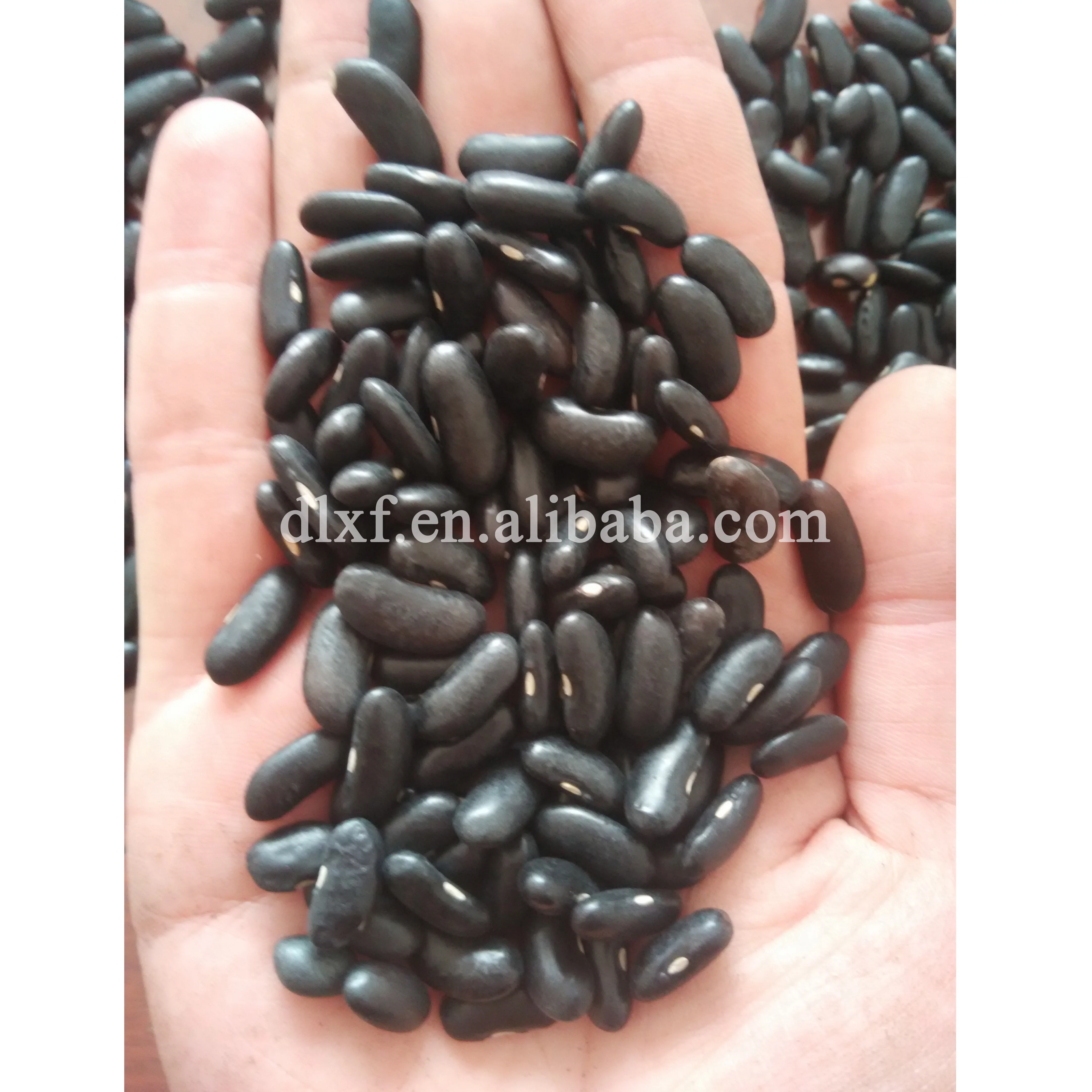 wholesale factory price bulk dried black kidney beans