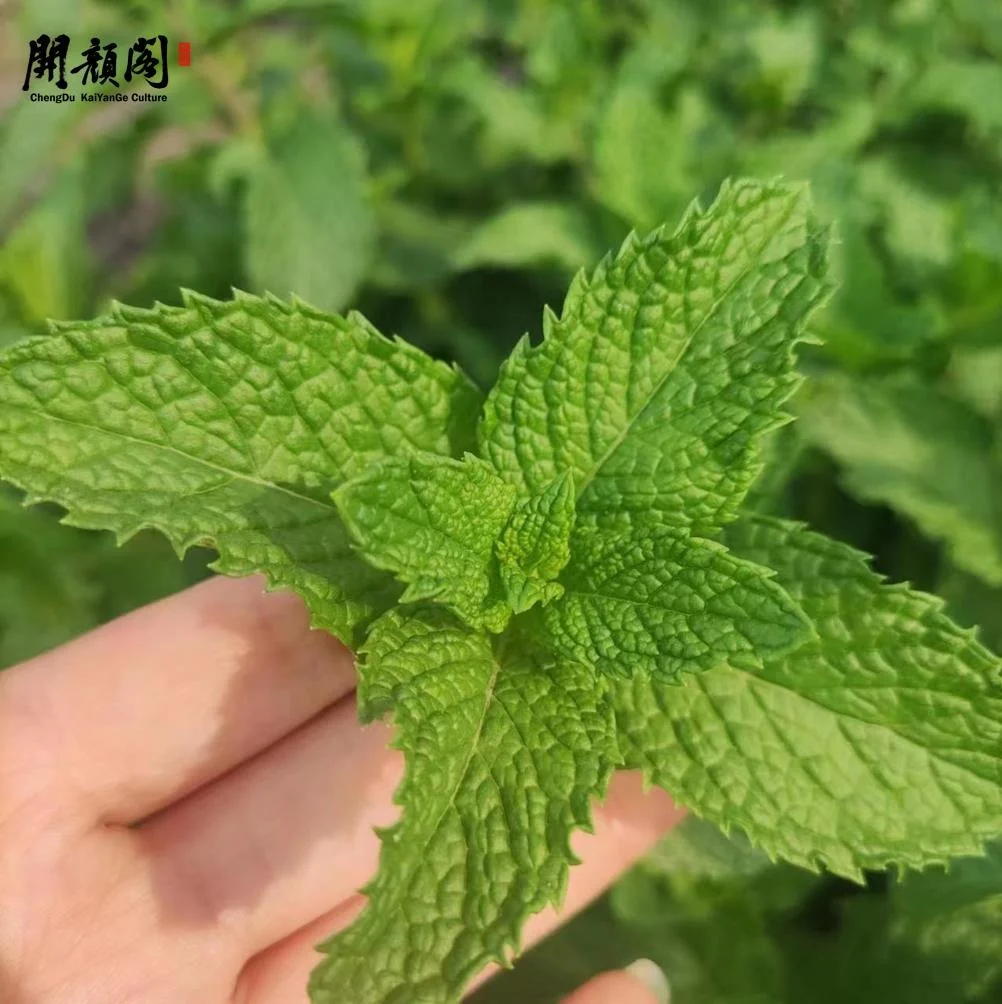 KAIYANGE wholes sample Fragments Raw Green Color Private Label Spearmint Tea sample Mentha spicata L. Spearmint Tea Mint Leaves