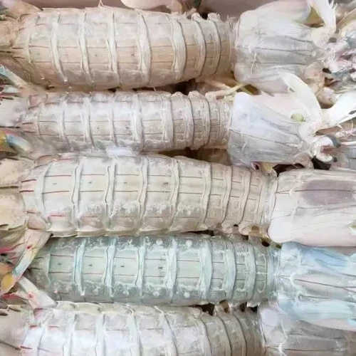 Wholesale Fresh Frozen Seafood East Sea Mantis Shrimp Whole Round