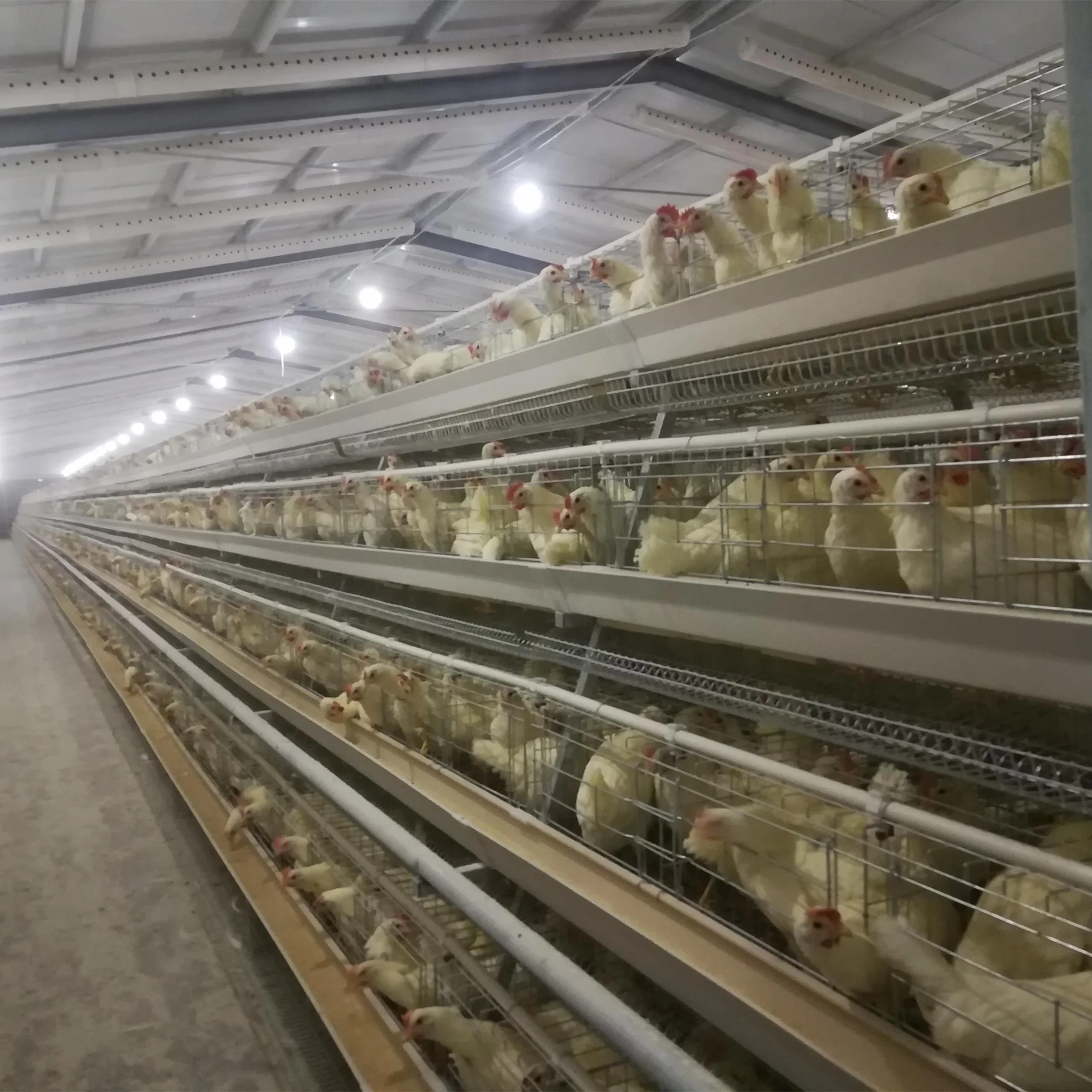 chicken egg /chicken laying hens/chicken battery cage for sale