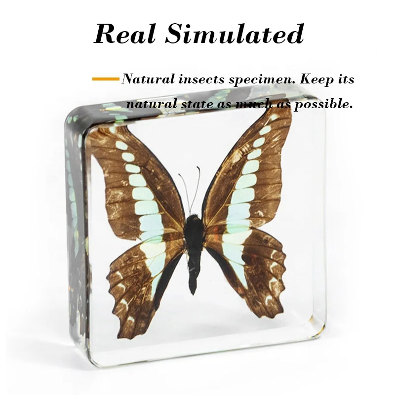 display case cabinet book rack bookshelf tea table end table bedside China factory clear resin real butterfly desktop decoration