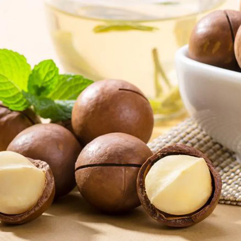 2022 New Crop Retail Bulk Wholesale Raw Cream Flavour Roasted Macadamia Nuts with Shell