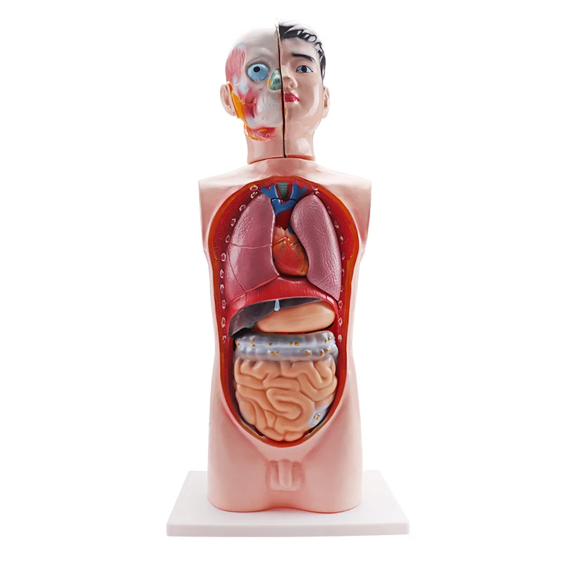 Medical science human Torso series 65CM male Torso for teaching education Anatomical Model