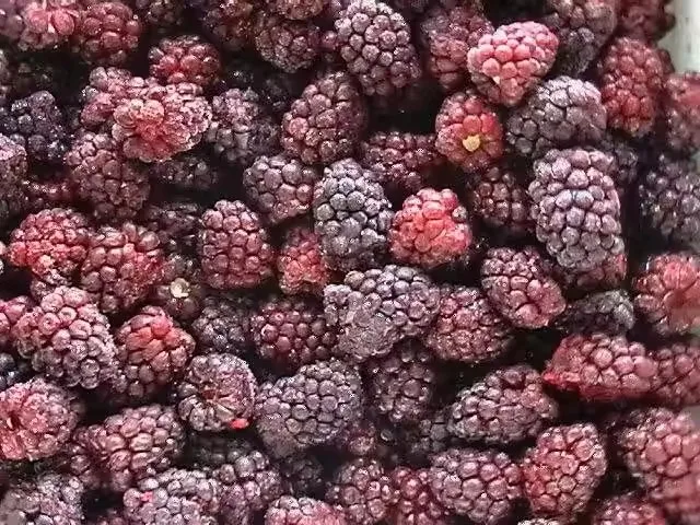 Wholesale Bulk IQF Frozen Blackberry Frozen Fruits For Export