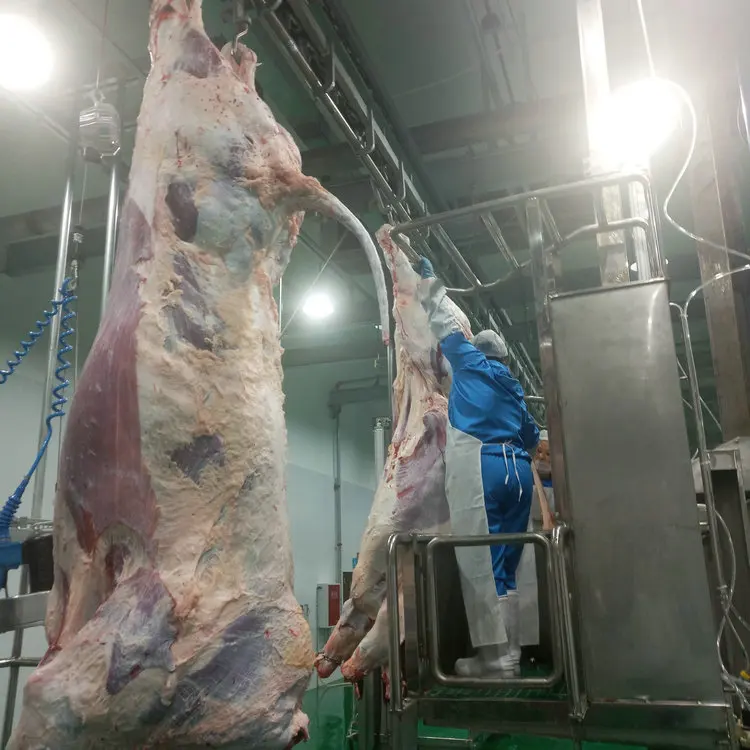 Cattle Slaughtering Halal Ritual Slaughtering Equipment For Cow Abattoir Equipment