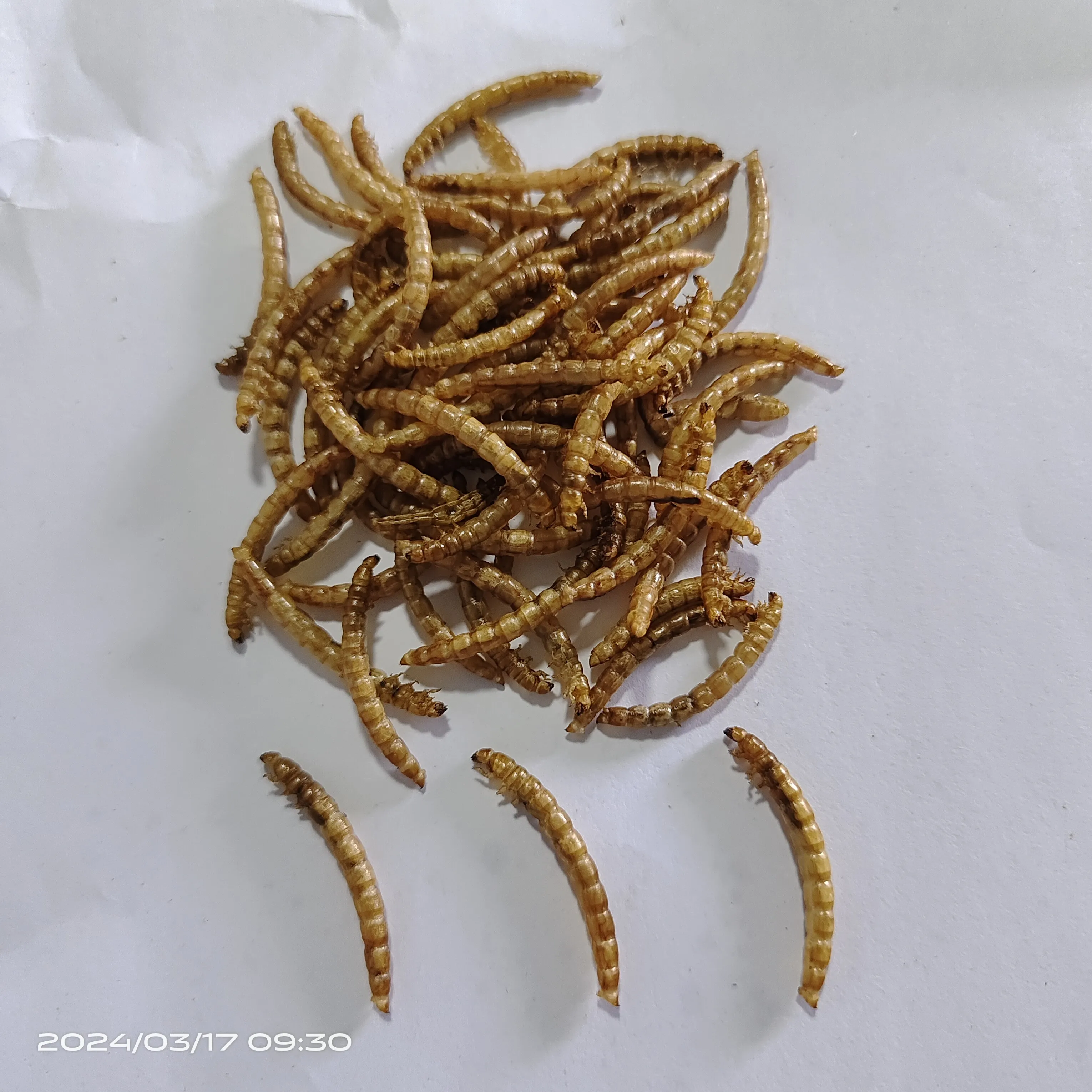 Top Grade Dry Food High Nutrition Dried Mealworms for Fish