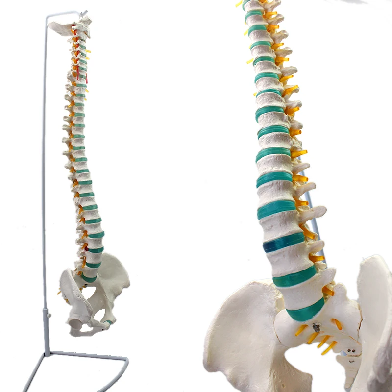 High Quality China Medical Female Pelvis Skeleton Teaching Model China Anatomical Teaching Skeleton Model