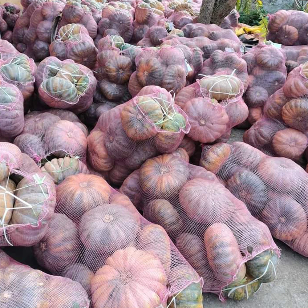 Viet Nam Pumpkin With High Quality Originated From Viet Nam Manufacturer +84962246940 Whatsapp