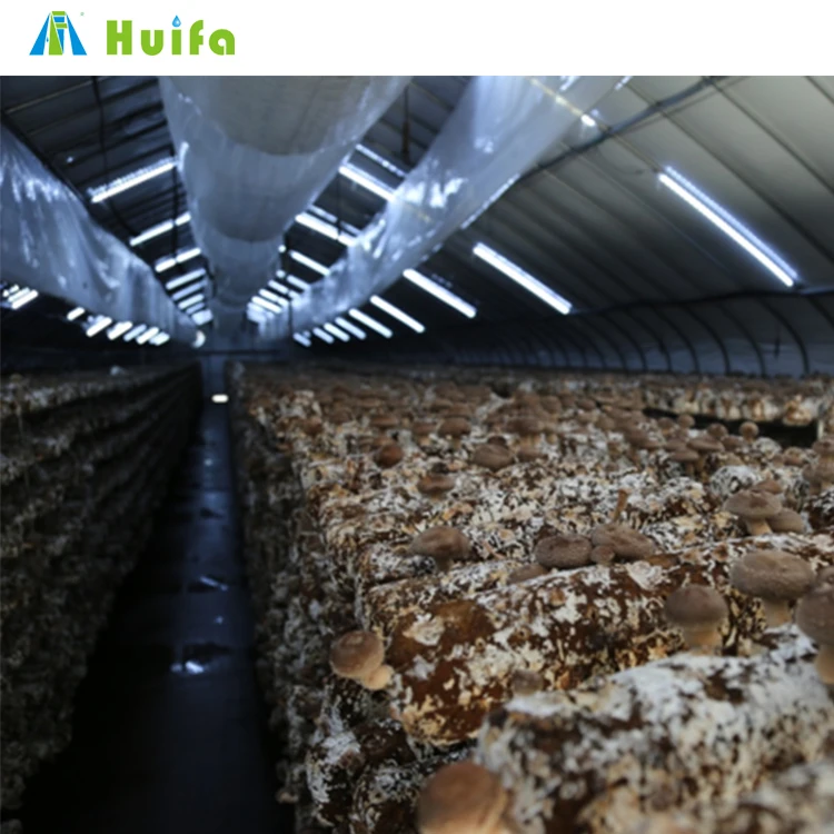 Chinese Economic Tunnel Pe Film Greenhouse For Mushroom Tomato With Hydroponic Cooling System