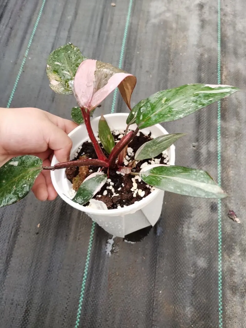  Розовая Принцесса Philodendron в
