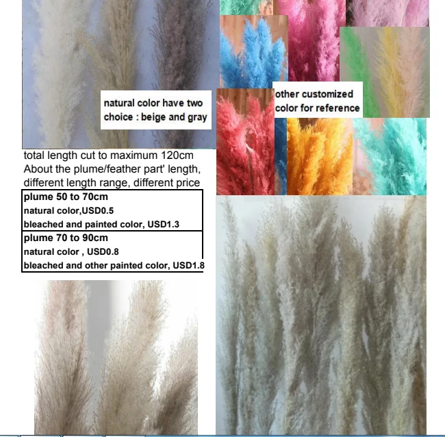 Natural big dried pampas grass Reeds Plumes for wedding garden party decoration High quality