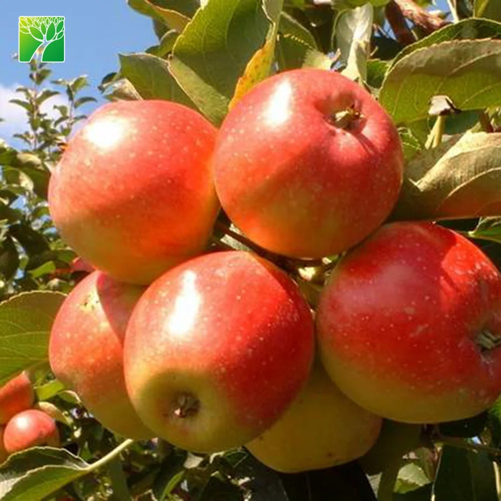 
Малус пумила, полное солнце, высота до 100 см, гала, яблоко, карликовая рассада 