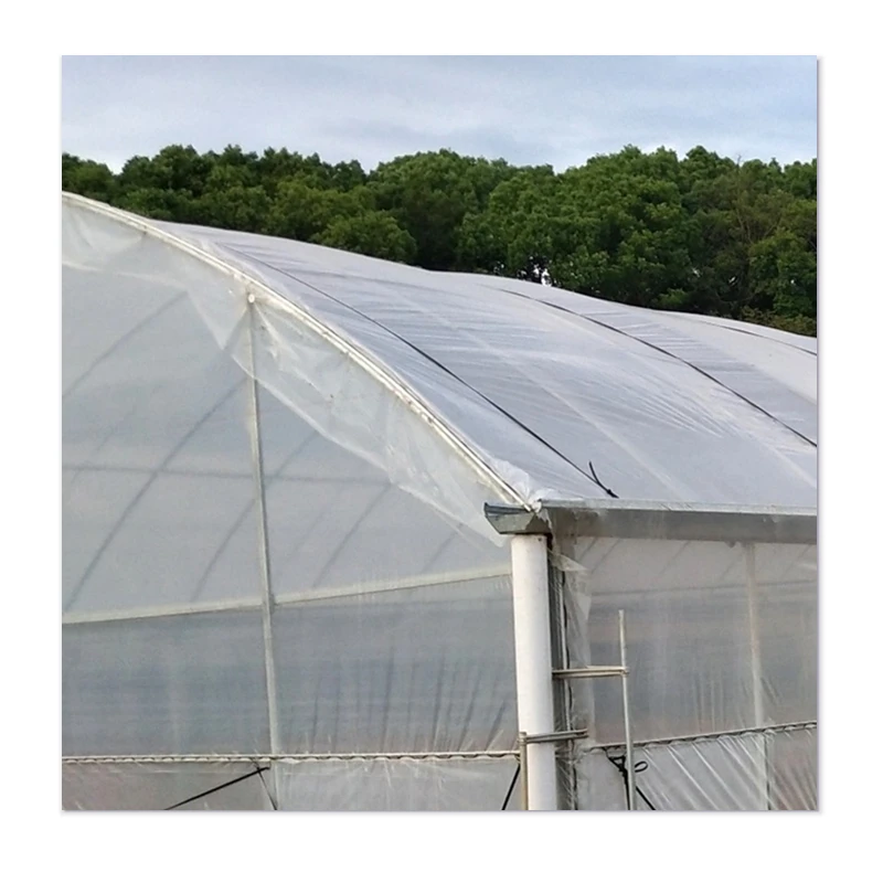 Experience Affordable Greenhouse Excellence - Durability and Wind Resistance