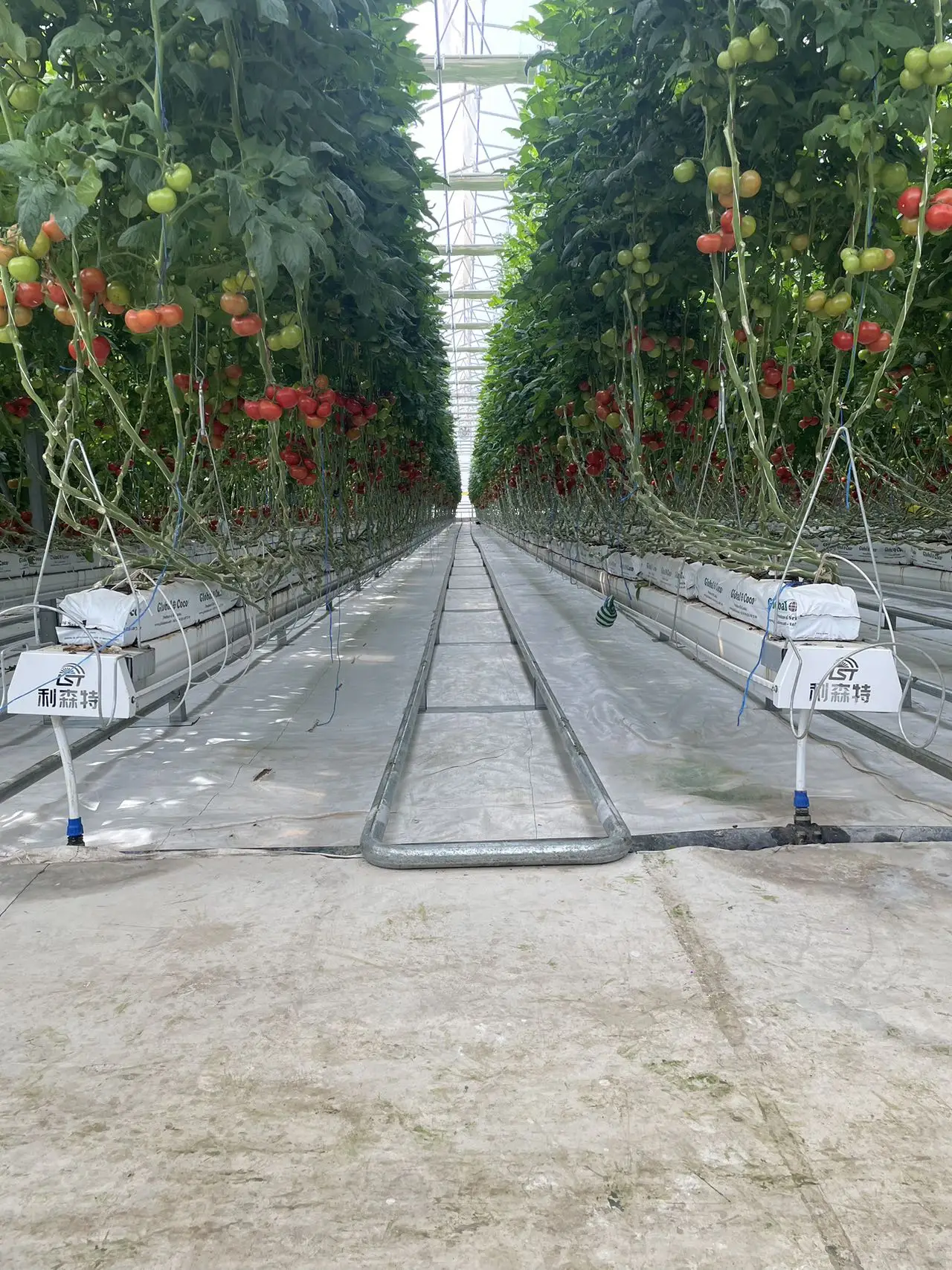 Low Cost Tomato Agricultural Gothic Multi-span Film Greenhouses for Plants Growing