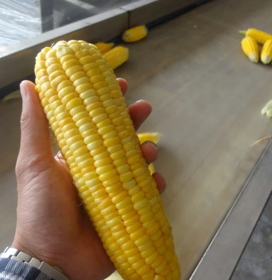 sweet corn 340g 250g easy open