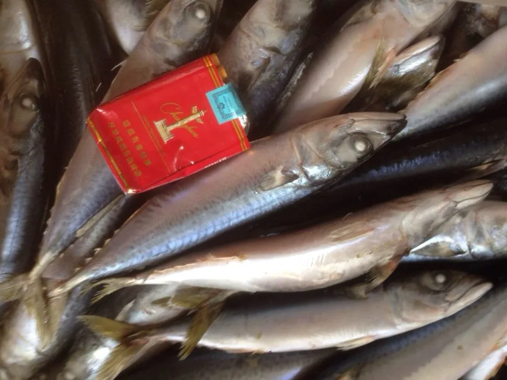 Frozen Seafood Frozen Pacific Mackerel Fish Supplier For Thailand Market
